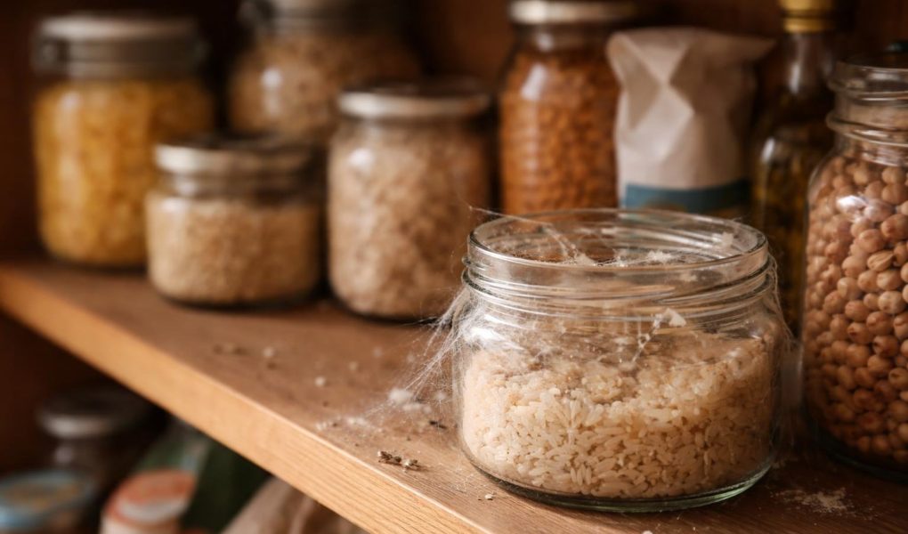 garde-manger-bois-infestation-aliments-secs