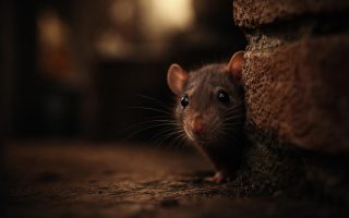 rat-ombre-mur-briques