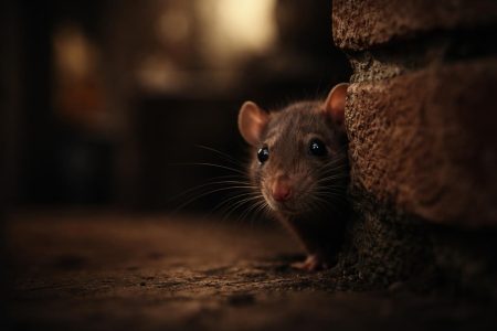 rat-ombre-mur-briques